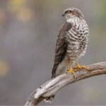 Eurasian Sparrowhawk