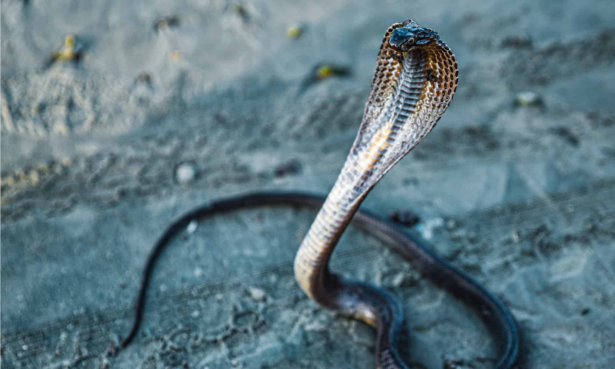 10 Snakes In Egypt - A-Z Animals