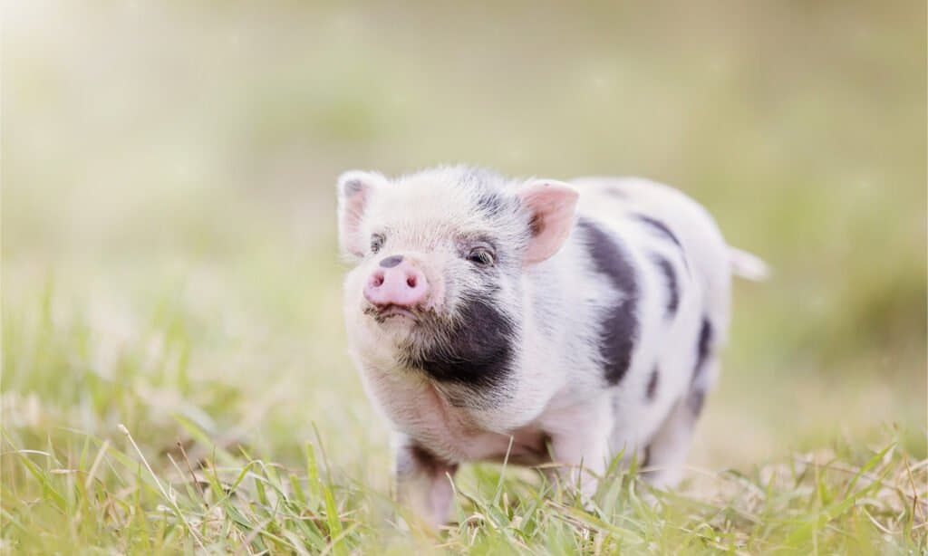 teacup pig full size