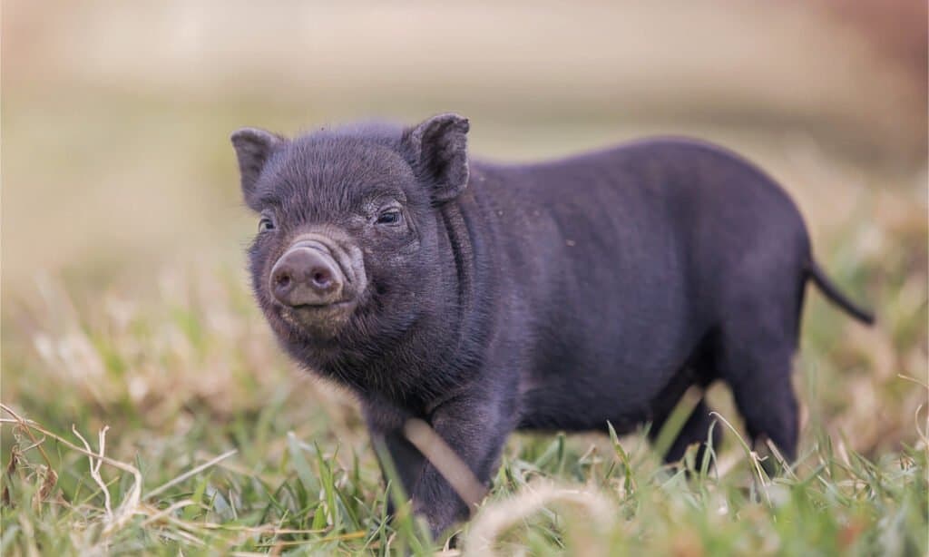 full grown pygmy pigs