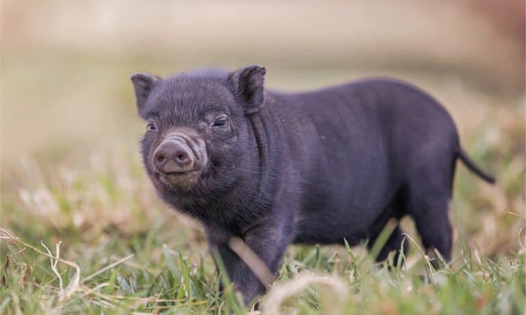 How Big Do Teacup Pigs Get AZ Animals