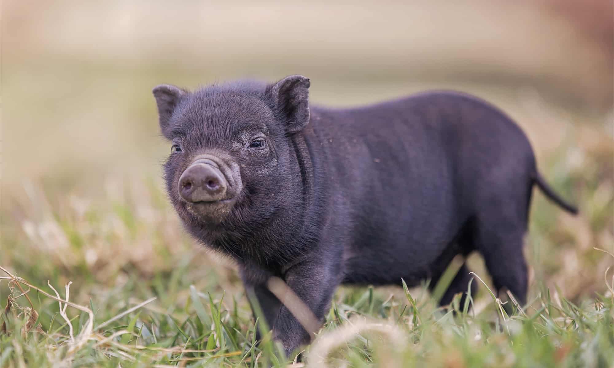 How Big Do Teacup Pigs Get? - A-z Animals