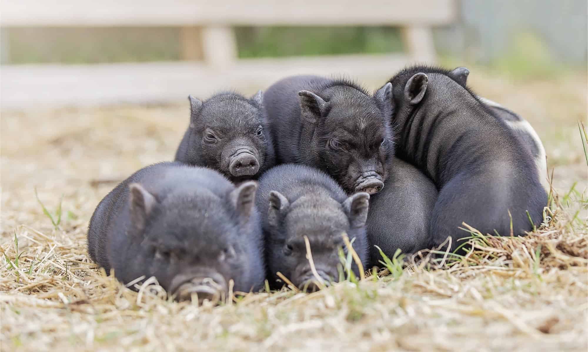 Teacup pig babies