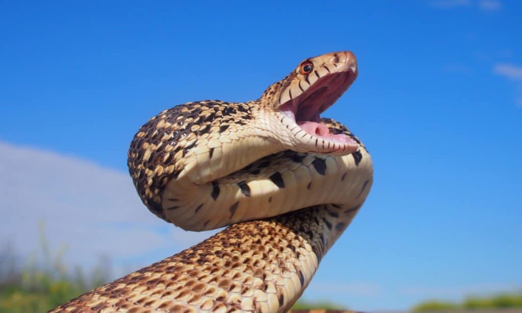 Bull Snake with Jaws Open 