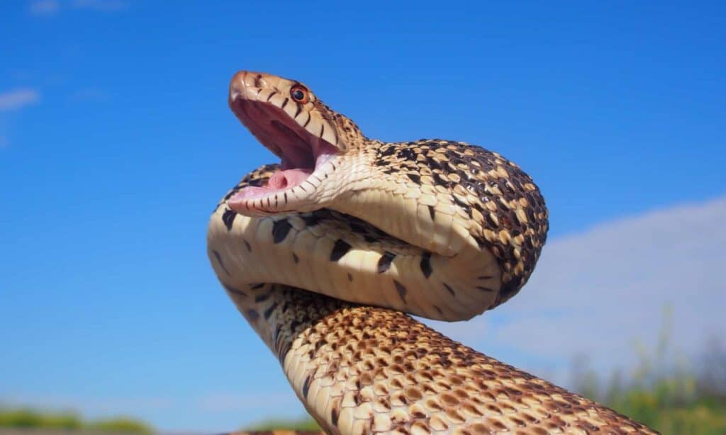 Center frame: a bullsnake with its jaws opened, as if about to strike. The snakes is brown and tan on its body, the closer to its head it becomes darker,All that can be only a small portion of the snake is visible in the frame, its head, plus a few inches of its body. kind of in a backward S shape. Mostly lube sky background with a bit of green grass at the bottom of the frame. 