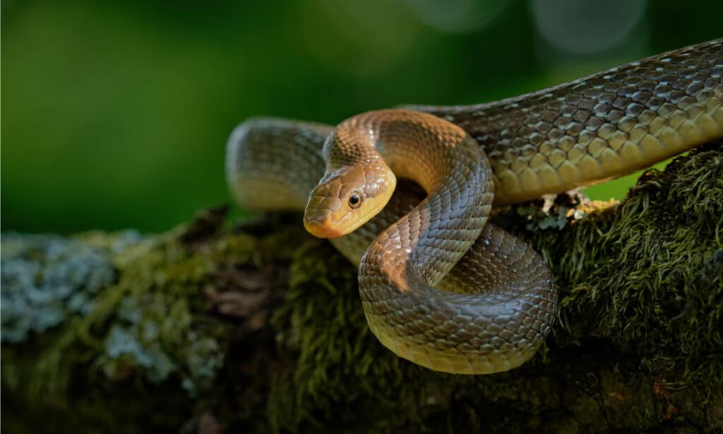 rắn aesculapian