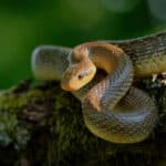 Aesculapian snake
