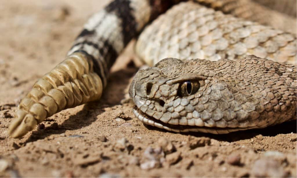 Rattlesnake Showing Rattle