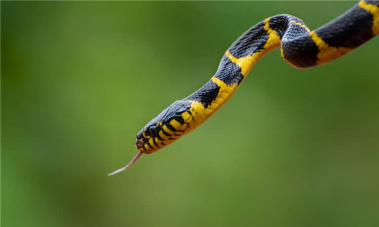 Boiga snake