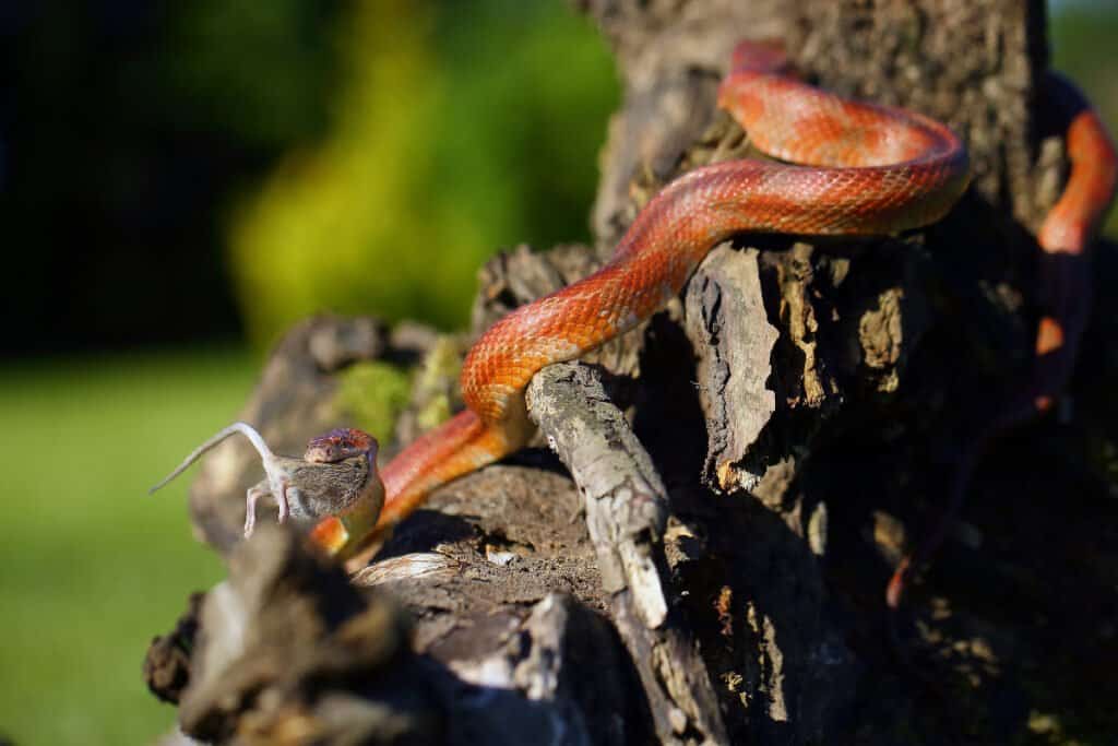 corn snake