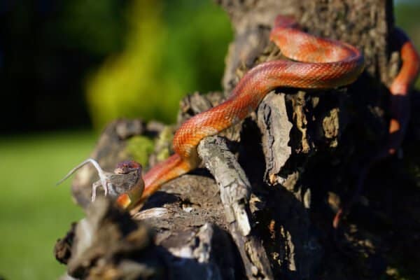 Corn Snake Animal Facts - Pantherophis guttatus - A-Z Animals