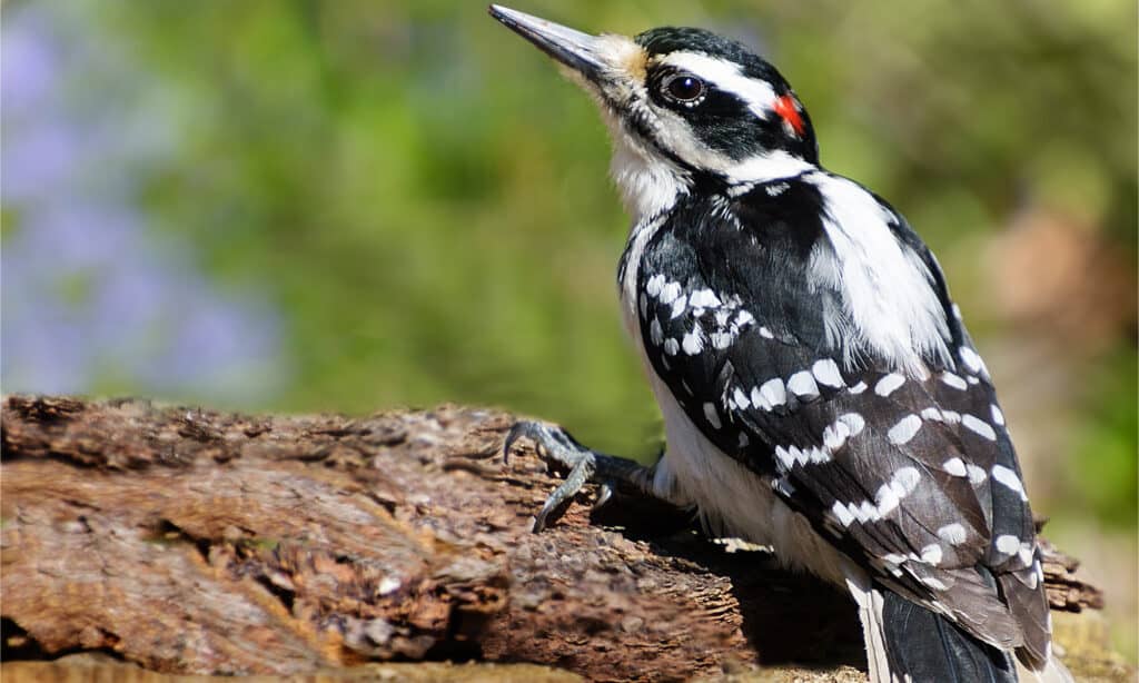 Hairy woodpecker bird on a log