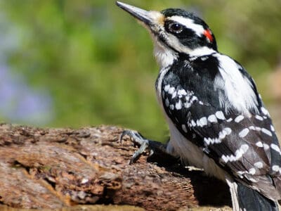 A Hairy Woodpecker