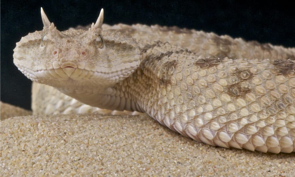 sahara horned viper