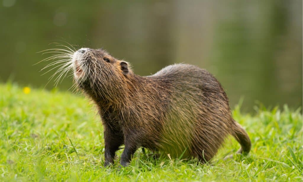 capybara vs nutria