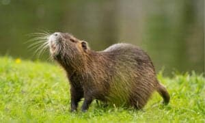 Capybara vs Nutria: 5 Key Differences Picture