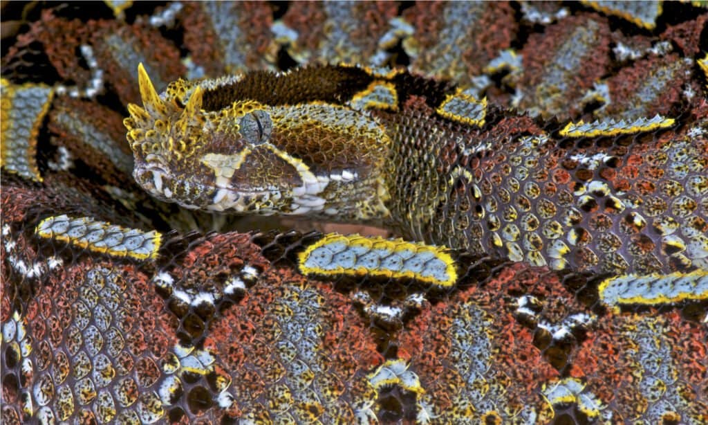 Most Beautiful Snakes - Rhinoceros Viper