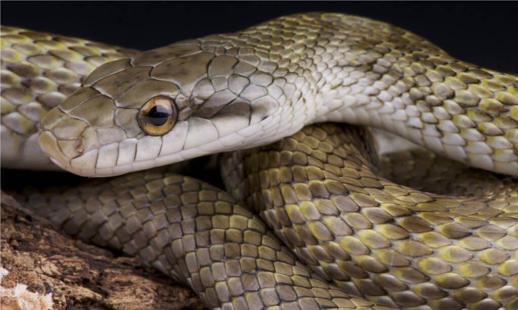 Japanese rat snake