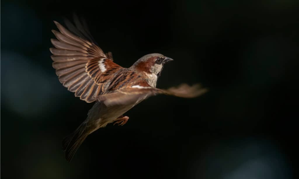 house sparrow