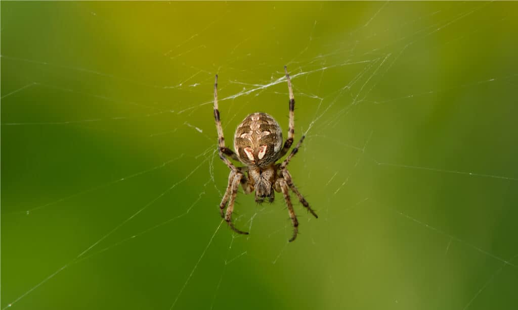 Arabesque Orbweaver 