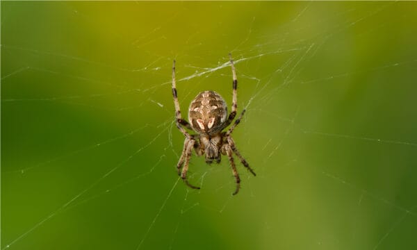 8 Brown Spiders In Michigan - Wiki Point