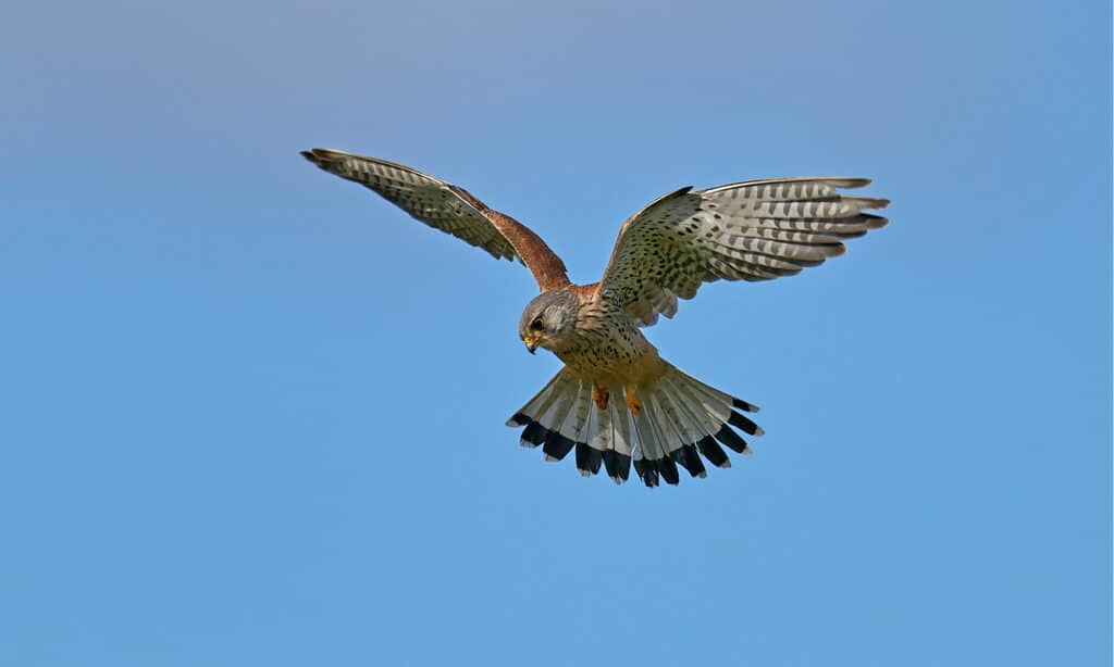 predatory birds names