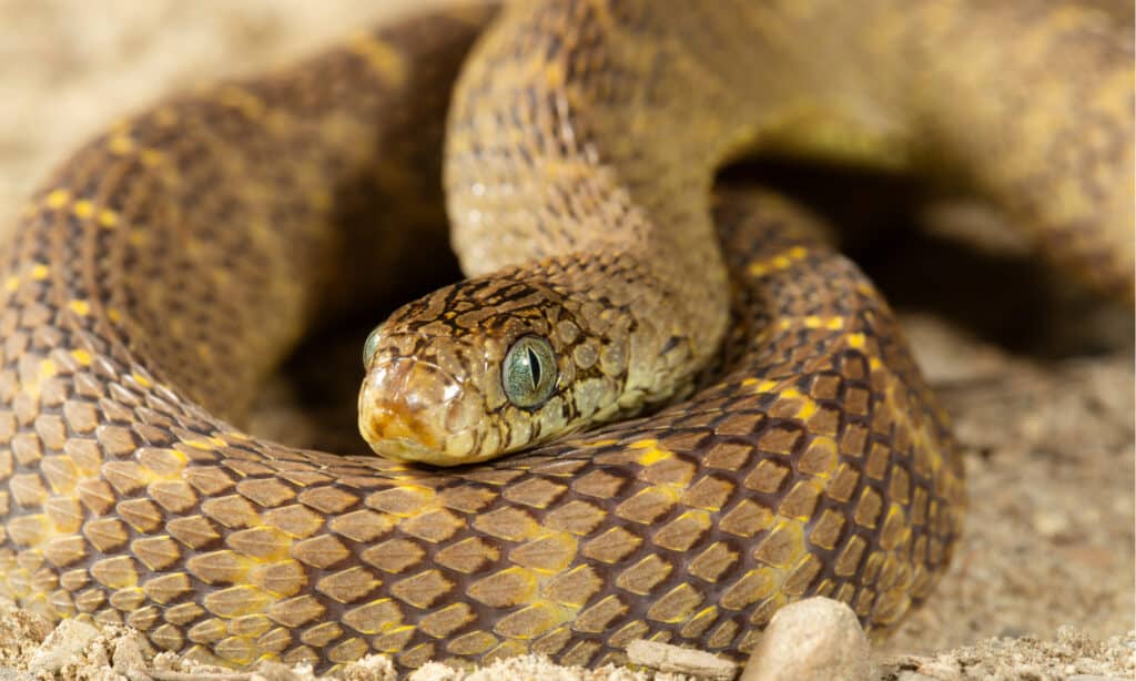 african egg-eating snake