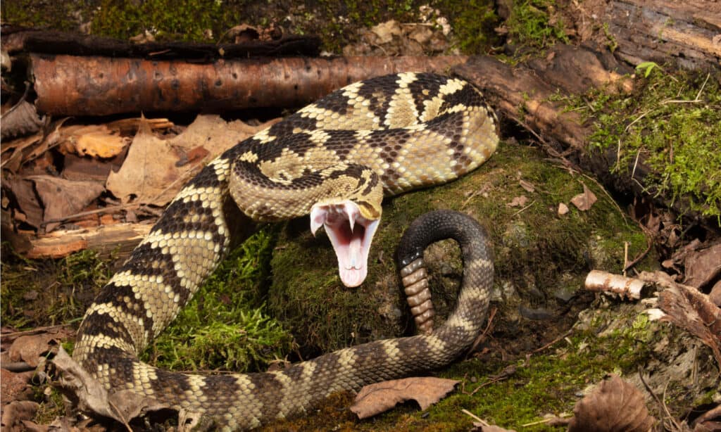 Black-tailed rattlesnake is Arizona's second most venomous snake