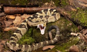 Discover the Largest Black-tailed Rattlesnake Ever Recorded Picture