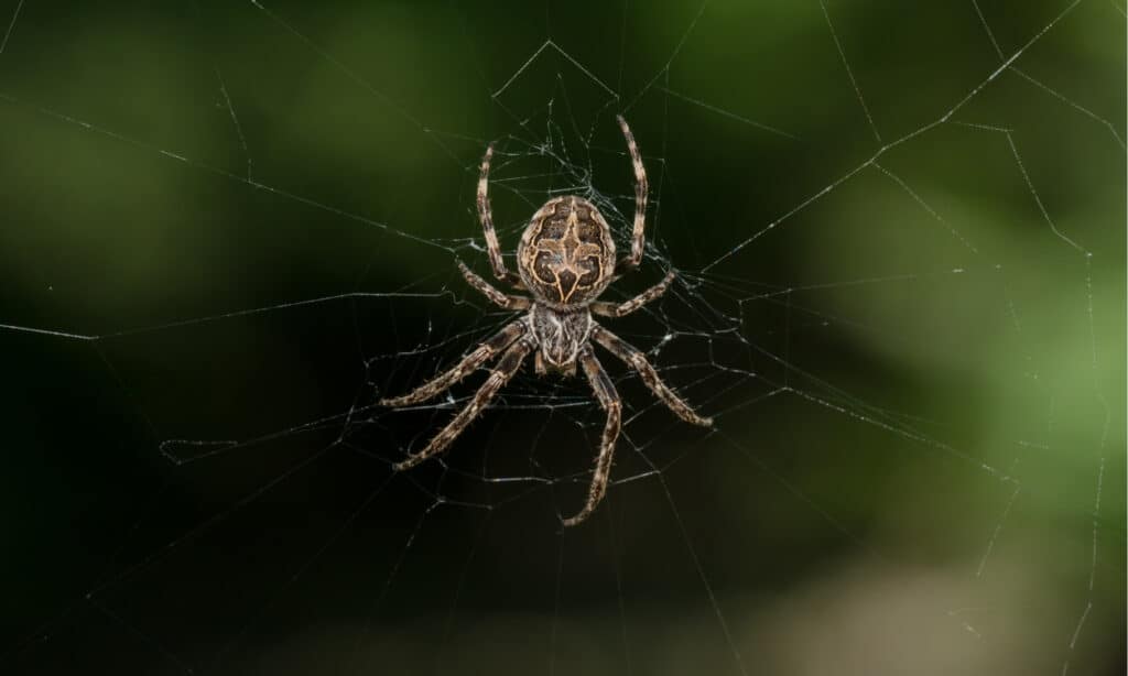 Spiders in Indiana - Bridge Orb Weaver