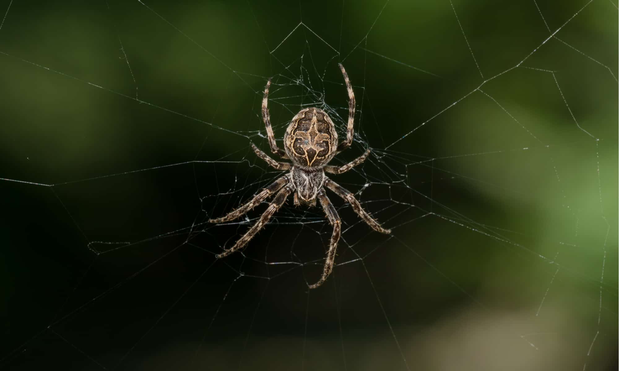 10 Spiders In Indiana A Z Animals