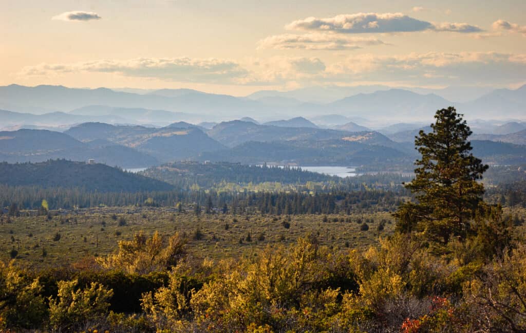 Largest Forest in California