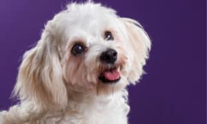Best Types of Designer Dog Breeds Picture