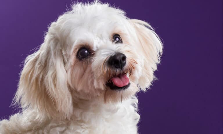 cavachon