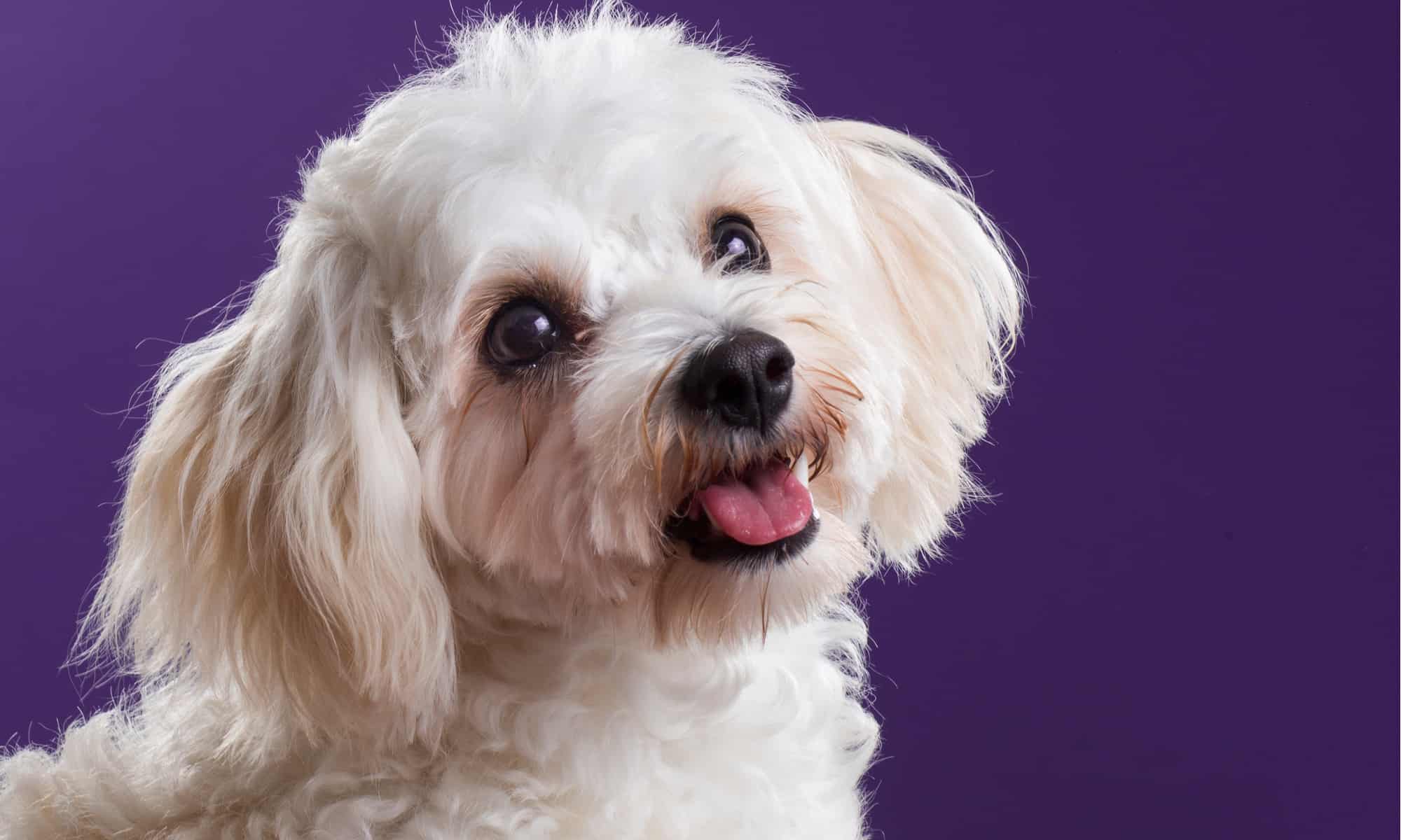 The Top 20 Designer Dog Breeds in 2023 (With Pictures)