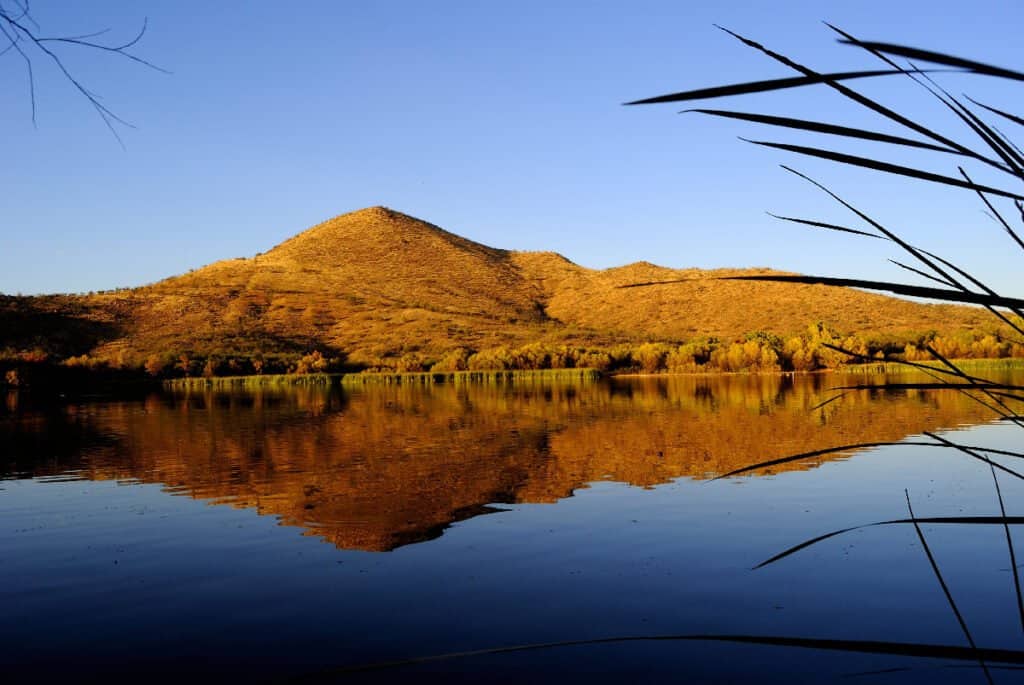 Arizona Wildlife  Arizona State Parks