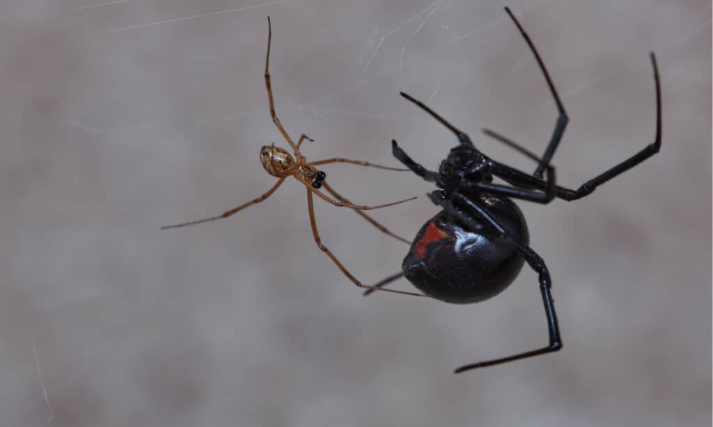 Male vs Female Black Widow Spiders