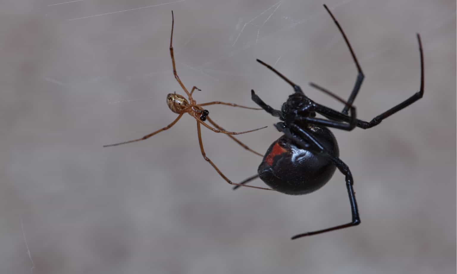 wandering spider vs black widow