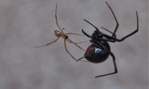 Male vs Female Black Widow Spider: What’s the Difference? Picture