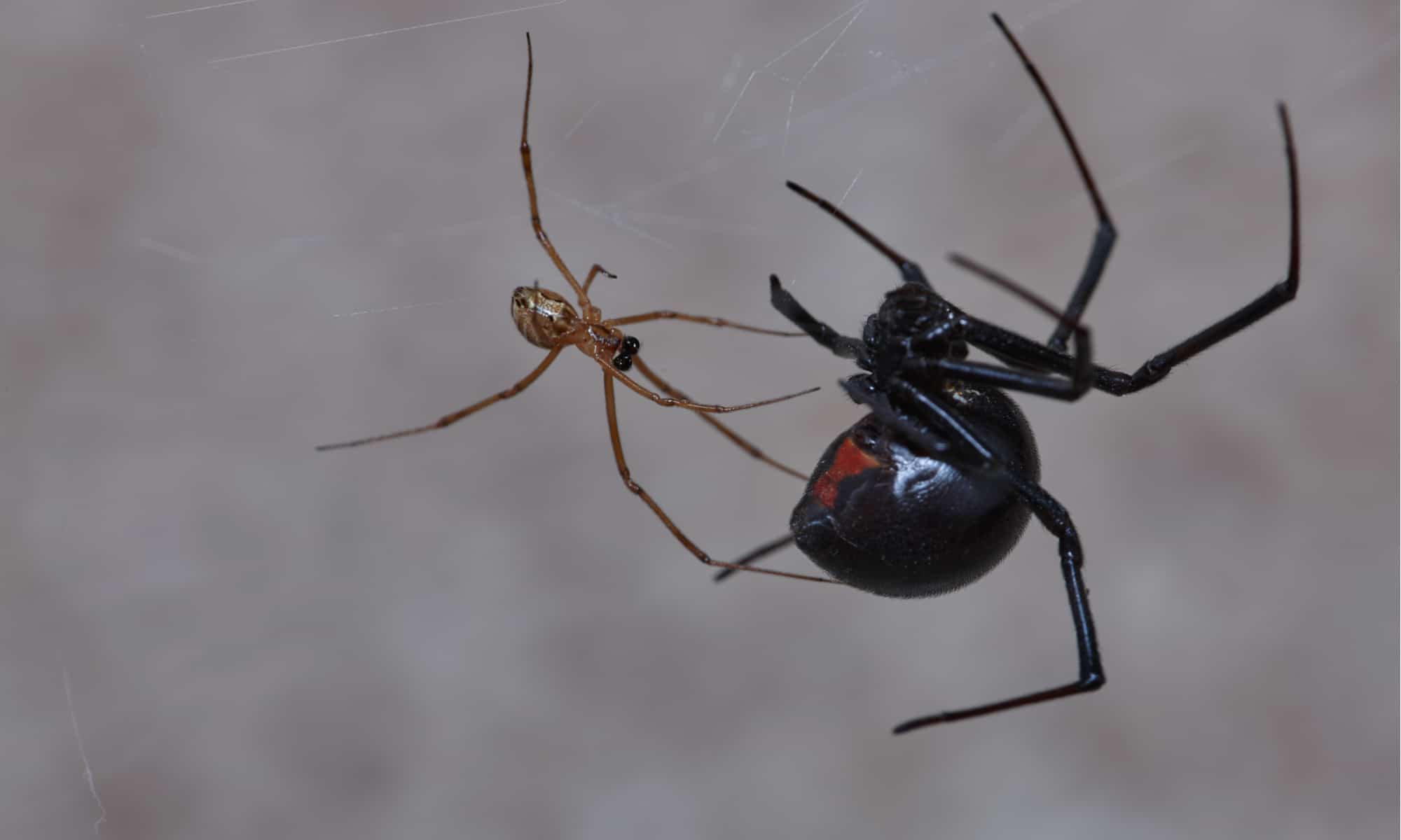 male vs female black widow spider