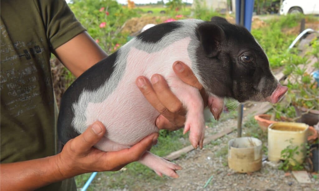 How big do teacup pigs get - Teacup pig