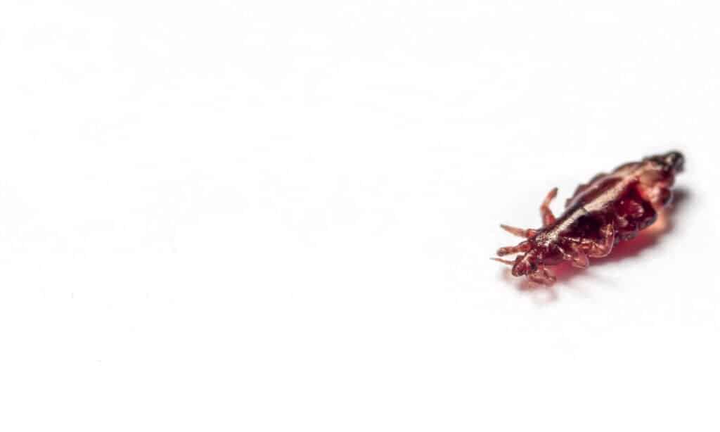 Brown head lice louse on a isolated white background