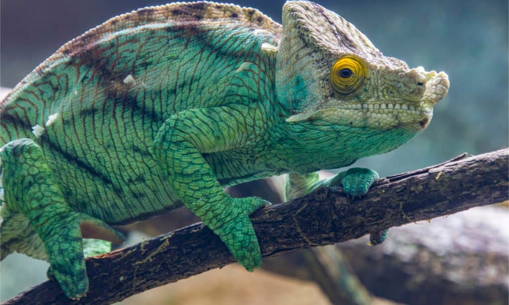 The parson's chameleon