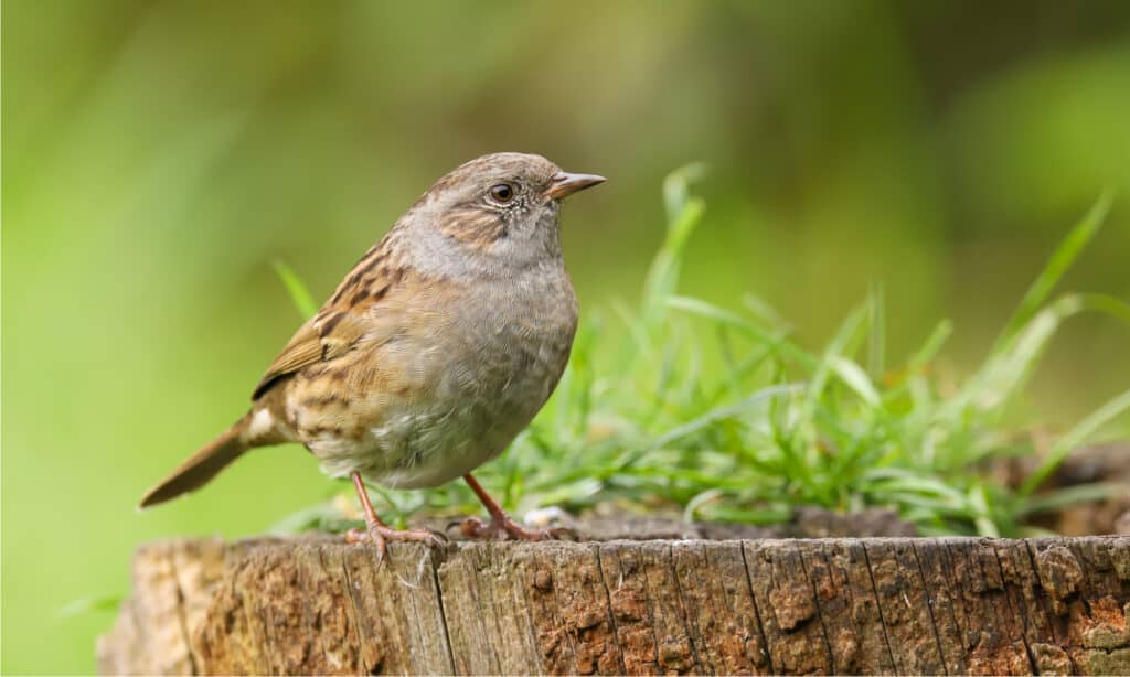 dunnock
