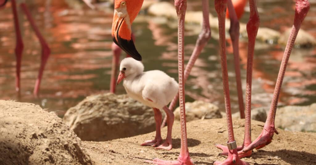 baby flamingo and flock
