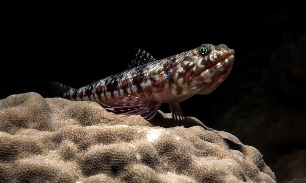 lizardfish