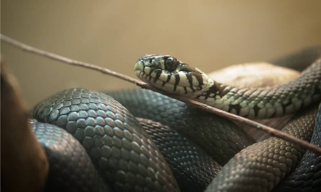 A gray rat snake (full frame) coiled around a brach, with its head resting on a tiny twig that is running diagonally through the frame. The snake is dark gray, thought its face is more mottled with areas of off-white. 