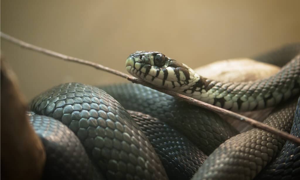 A gray rat snake (full frame) coiled around a brach, with its head resting on a tiny twig that is running diagonally through the frame. The snake is dark gray, thought its face is more mottled with areas of off-white.