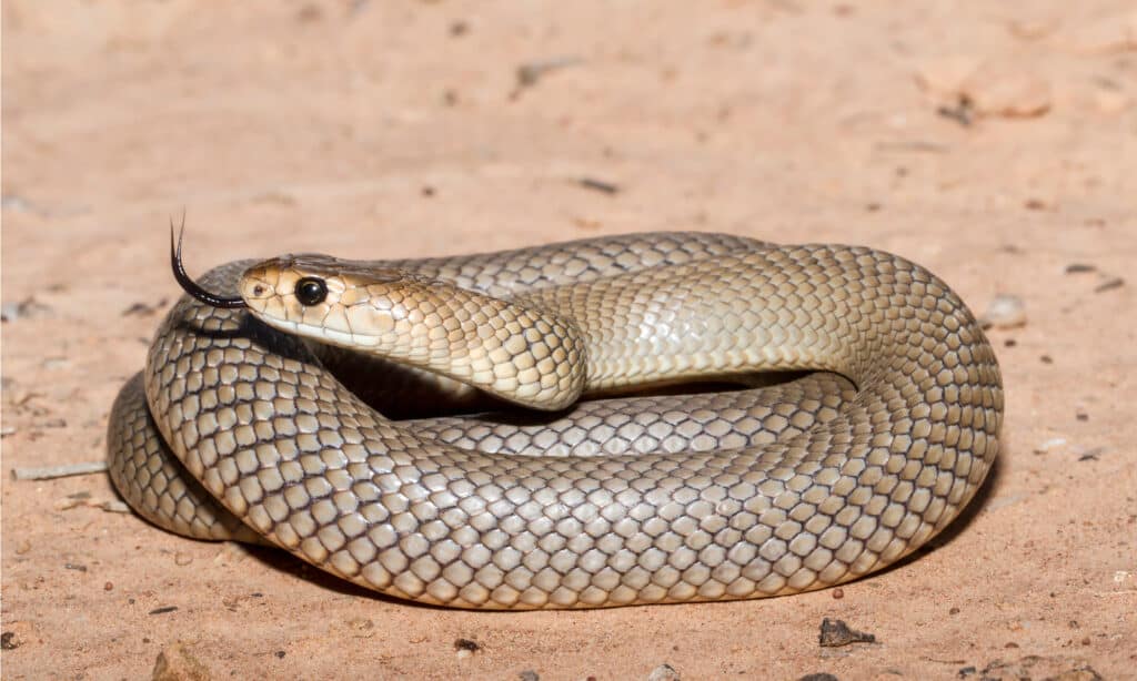 Eastern Brown Snake bite