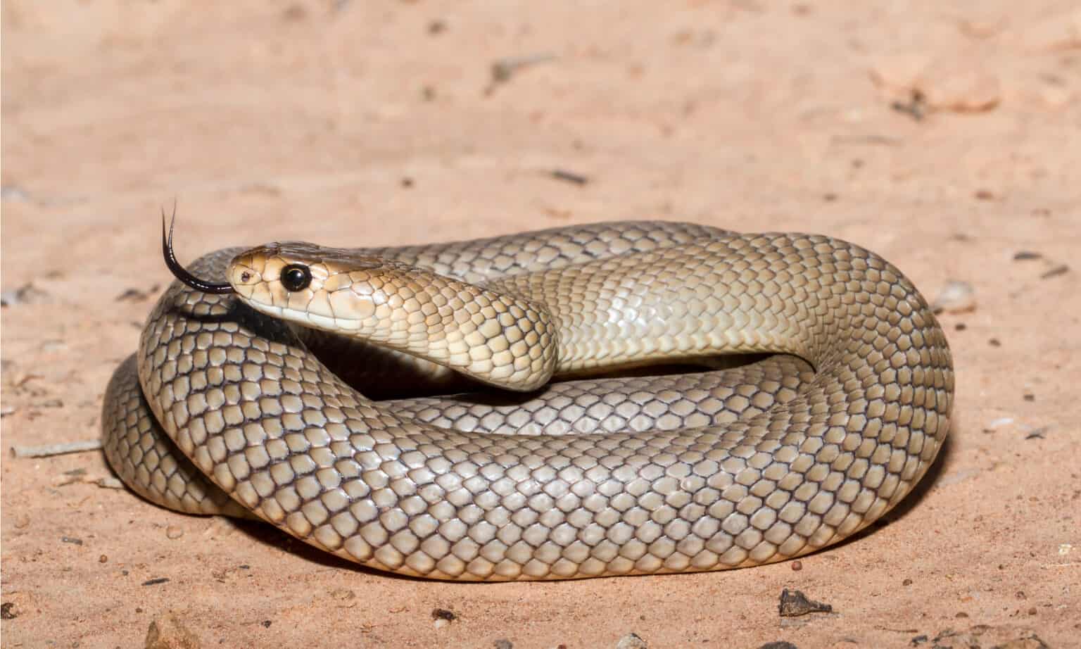 Eastern Brown Snake Bite: Why it has Enough Venom to Kill 58 Humans ...